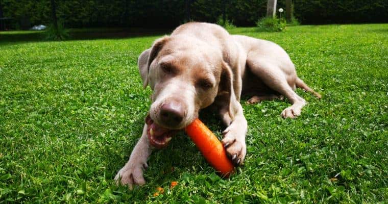 Hunde vegan ernähren
